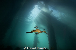 Weedy Seadragon swimming under Flinders pier, Victoria. by David Haintz 